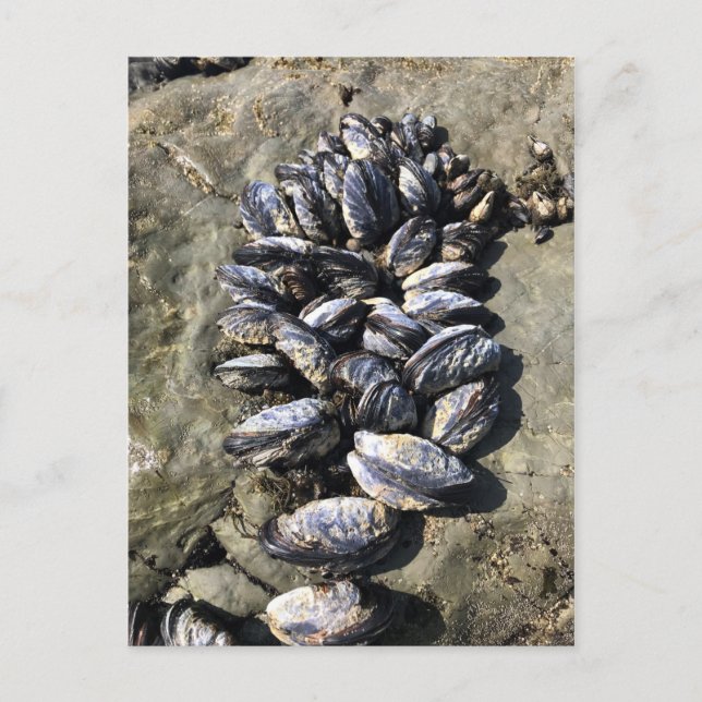 Sisters Rock State Park Oregon Coast Postkarte (Vorderseite)