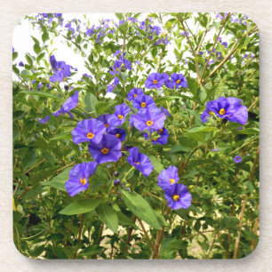 Sisyrinchium Angustifolium Hard Plastic Untersetze Getränkeuntersetzer