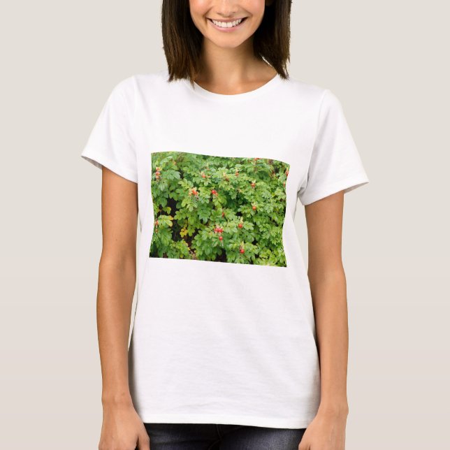 Sitka Rose Bush mit vielen Rote Rosen Hips Nah-up T-Shirt (Vorderseite)