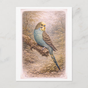 Sittich-Illustration im Vintage-Stil Postkarte