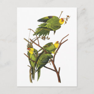 Sittich - von John Audubon Postkarte