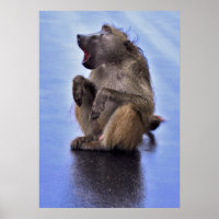 Sitting Baboon