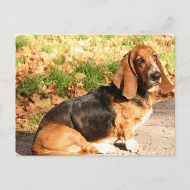 Sitting Basset Hound Postkarte (Vorderseite)