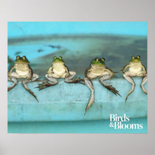Sitting Frogs Poster