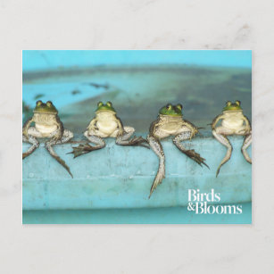 Sitting Frogs Postkarte
