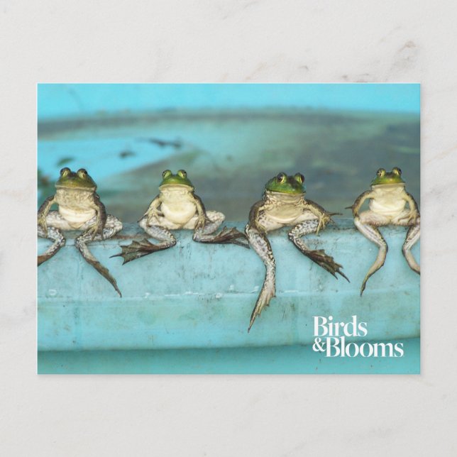 Sitting Frogs Postkarte (Vorderseite)