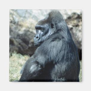 Sitting Gorilla Magnet