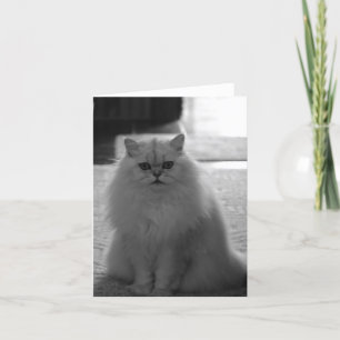 Sitting Pretty Karte