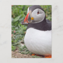 Sitz von Puffin auf der Insel Skomer Postkarte