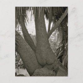 Sitzbaum Postkarte
