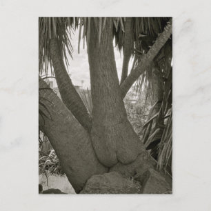 Sitzbaum Postkarte