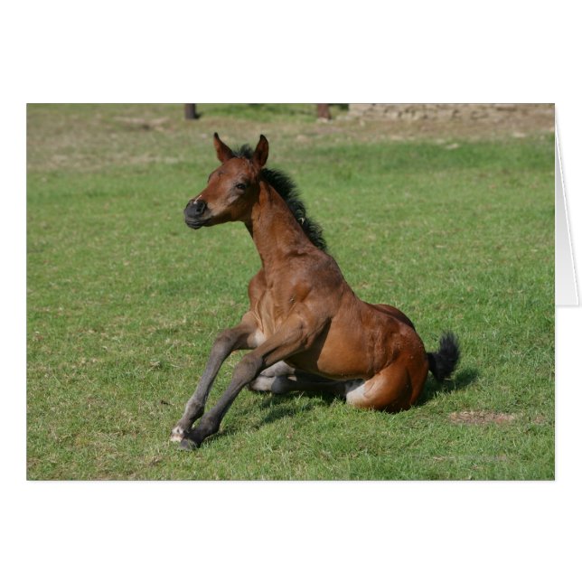 Sitzen arabischer Fohlen (Vorderseite (Horizontal))