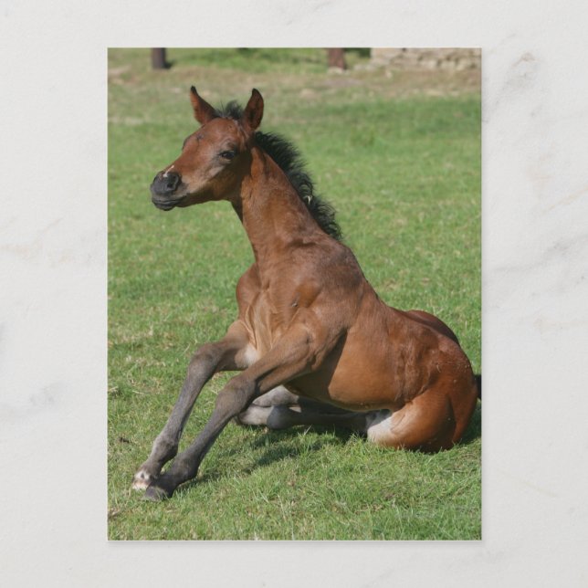 Sitzen arabischer Fohlen Postkarte (Vorderseite)