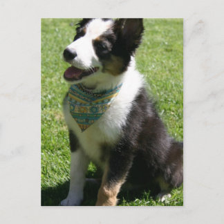 Sitzen Border Collie Postkarte