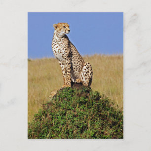 Sitzen Cheetah Postkarte