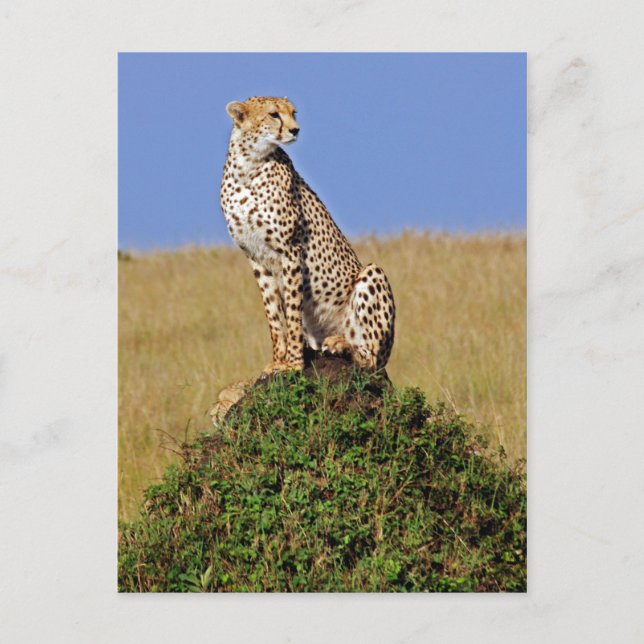 Sitzen Cheetah Postkarte (Vorderseite)