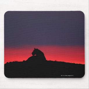 Sitzen der Löwin (Panthera Löwe), am Mousepad