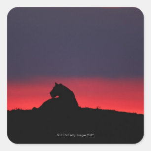 Sitzen der Löwin (Panthera Löwe), am Quadratischer Aufkleber