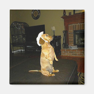 Sitzen Hübsch oder TV-Dackel ansehen Magnet