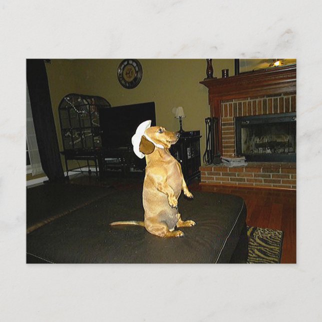 Sitzen Hübsch oder TV-Dackel ansehen Postkarte (Vorderseite)