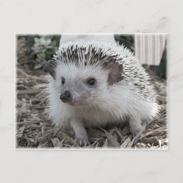 Sitzen Hübsch Postkarte (Vorderseite)