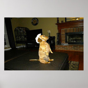 Sitzen Hübsche Dackel Gerahmtes Poster