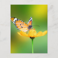 Sitzen Hübscher kleiner Schmetterling auf einer Bl