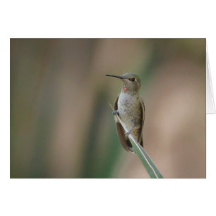 Sitzen hübscher Kolibri