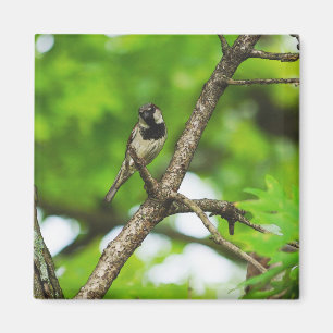 Sitzen Magnet