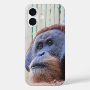 Sitzen Orang Utan... iPhone 16 Hülle