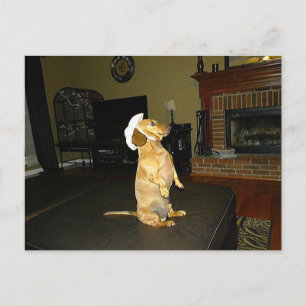 Sitzend hübsch oder fernsehender Dachshund Postkarte