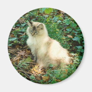 Sitzende hübsche Katze Magnet
