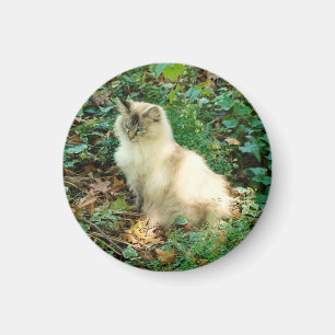 Sitzende hübsche Katze Magnet