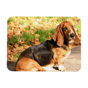 Sitzender flexibler Magnet Basset Hounds