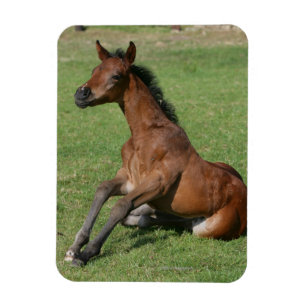 Sitzendes arabisches Fohlen Magnet