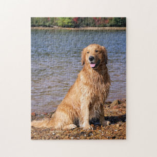 Sitzendes golden retriever puzzle