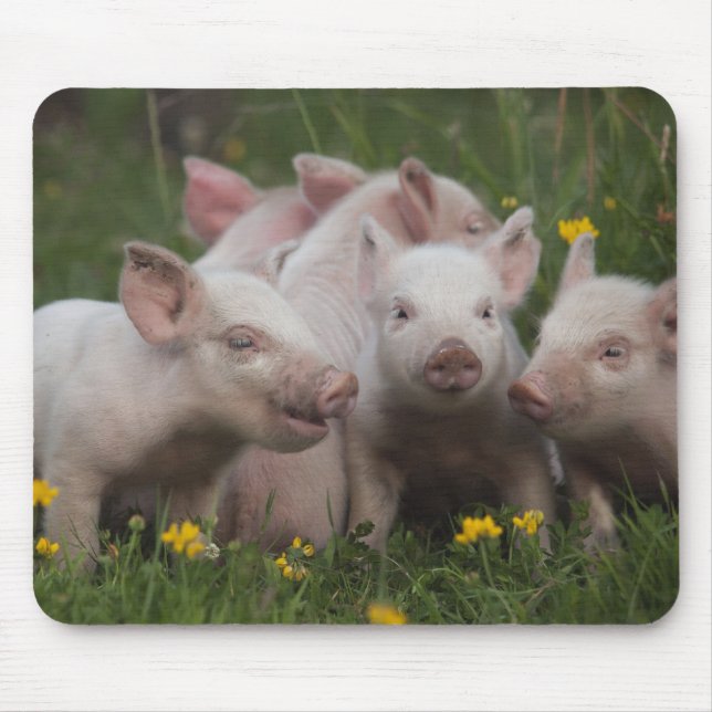 Sitzung der drei kleinen Schweine Mousepad (Vorne)