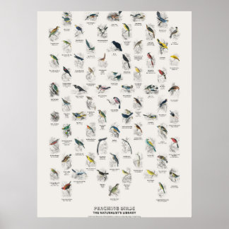 Sitzvögel - Naturalist's Library Poster