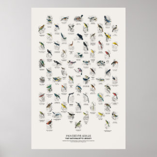 Sitzvögel - Naturalist's Library Poster