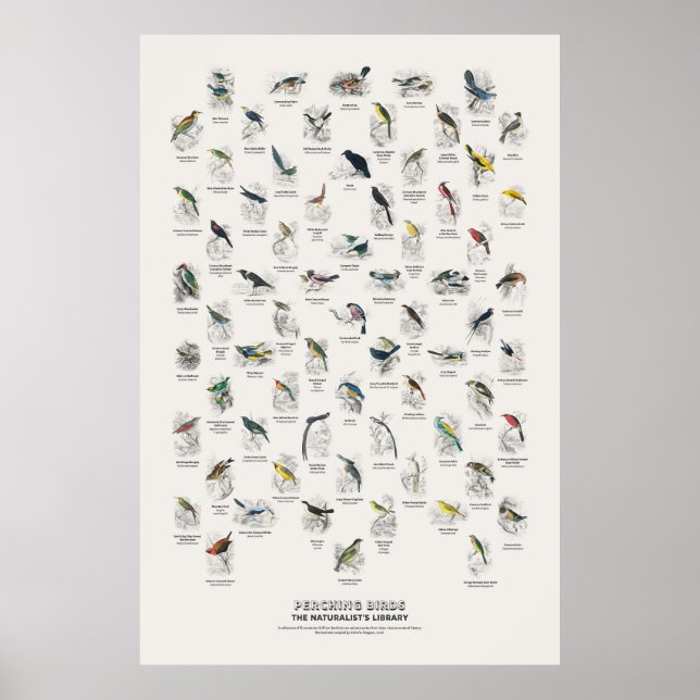 Sitzvögel - Naturalist's Library Poster (Vorne)