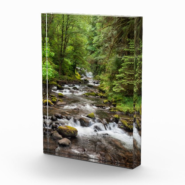 Siuslaw National Forest | Süßcreme Fotoblock (Rechts)