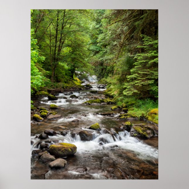 Siuslaw National Forest | Süßcreme Poster (Vorne)