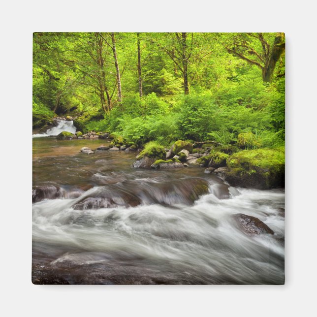 Siuslaw National Forest, Sweet Creek, Oregon Magnet (Vorne)