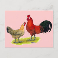 Sizilianische Buttercup Hühner