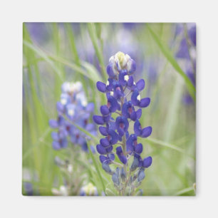 SJefferson Texas Bluebonnets Serie #1 Magnet