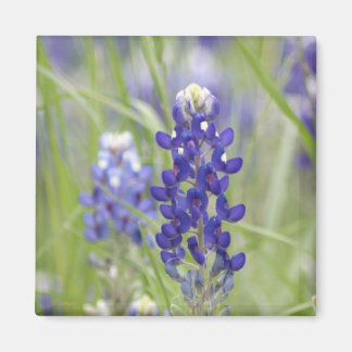 SJefferson Texas Bluebonnets Serie #1 Magnet