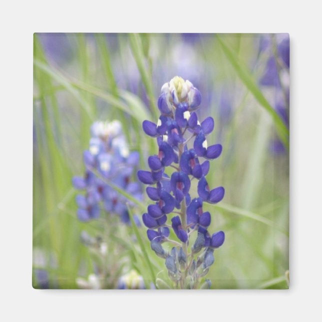 SJefferson Texas Bluebonnets Serie #1 Magnet (Vorne)