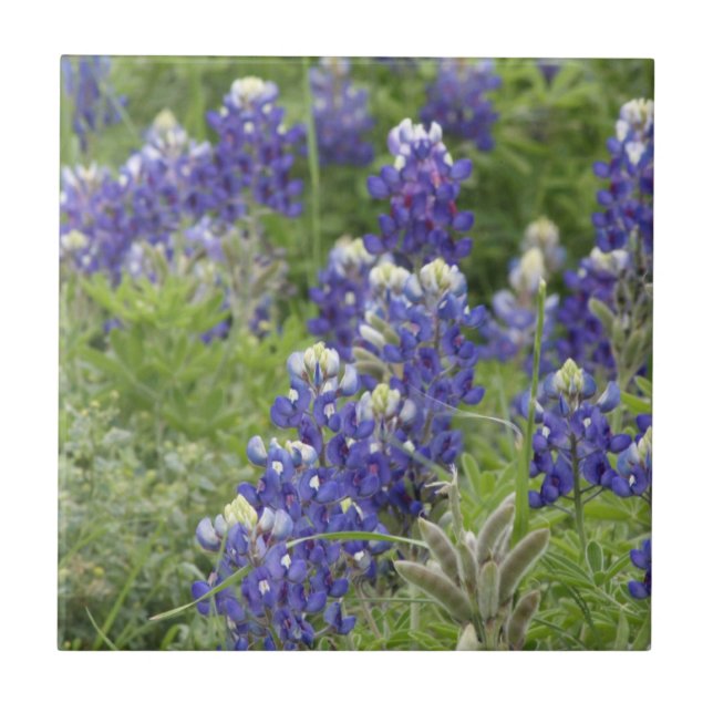SJefferson Texas Bluebonnets Serie #2 Fliese (Vorderseite)