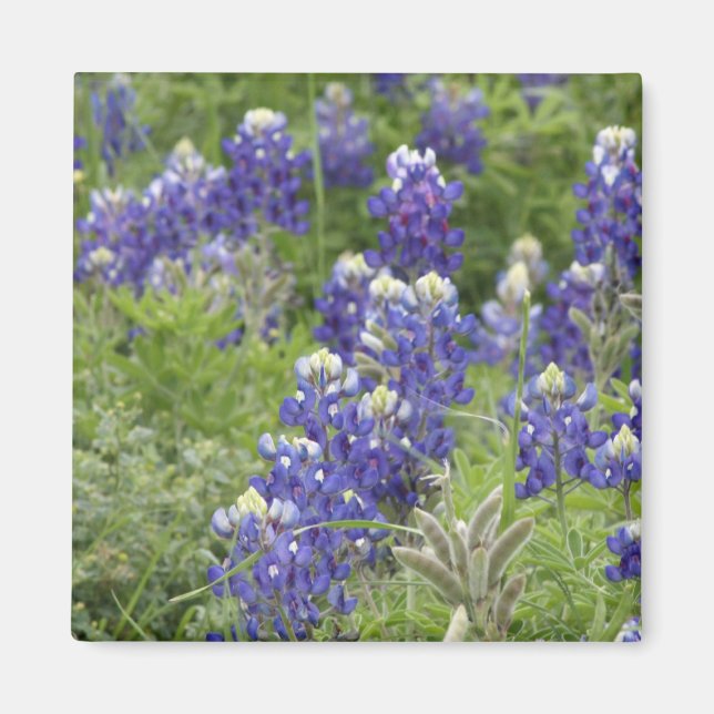 SJefferson Texas Bluebonnets Serie #2 Magnet (Vorne)