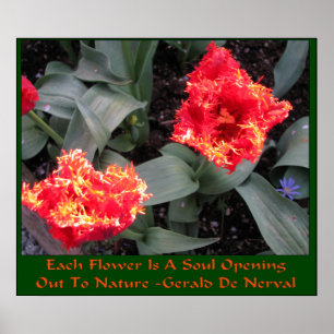 Skagit Tulip Tulip Poster